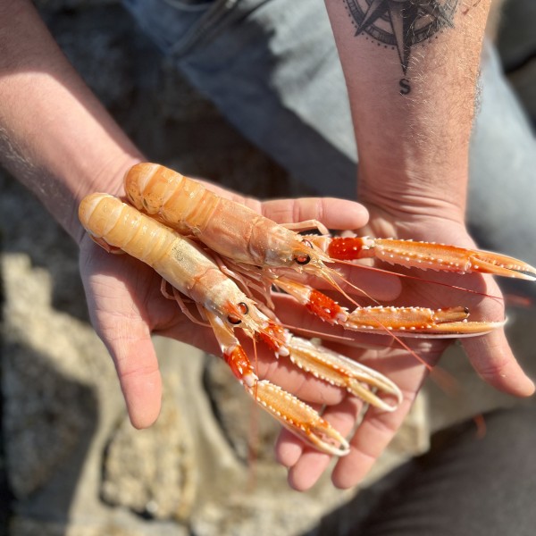 La Langoustine