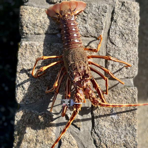 La langouste rouge