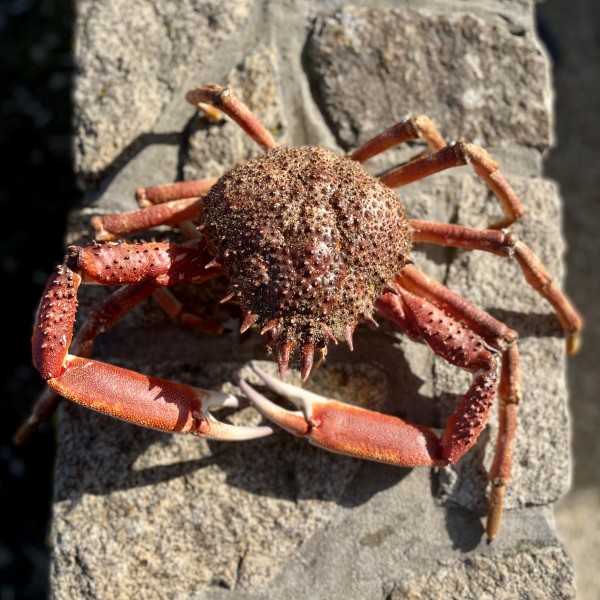 L'araignée de mer